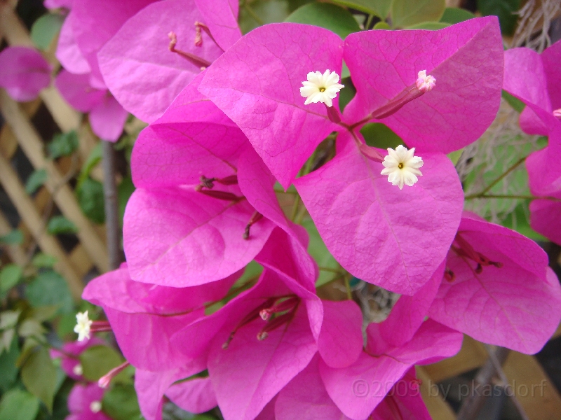Western Michigan [2009] 489.JPG - Scenes from Windmill Island in Holland, Michigan.